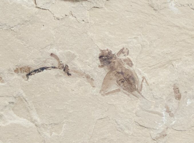 Fossil Cricket (Pronemobius) - Utah #9886